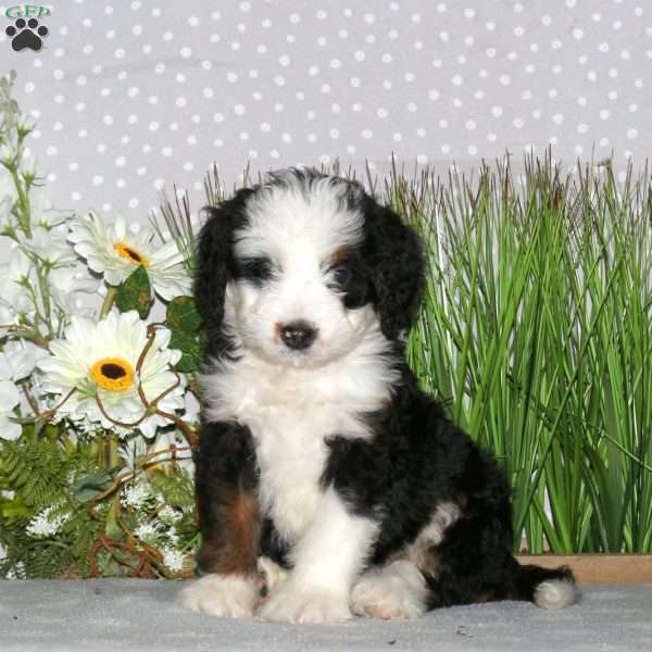 Jewel, Mini Bernedoodle Puppy