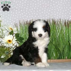 Jewel, Mini Bernedoodle Puppy