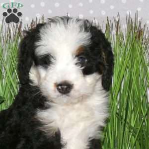 Jewel, Mini Bernedoodle Puppy