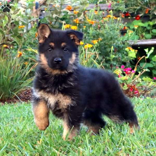 Jewel, German Shepherd Puppy