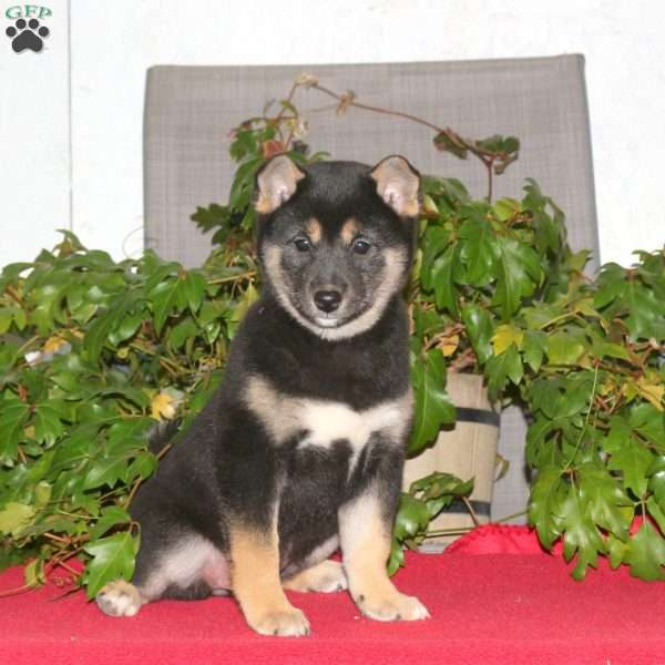 Jill, Shiba Inu Puppy