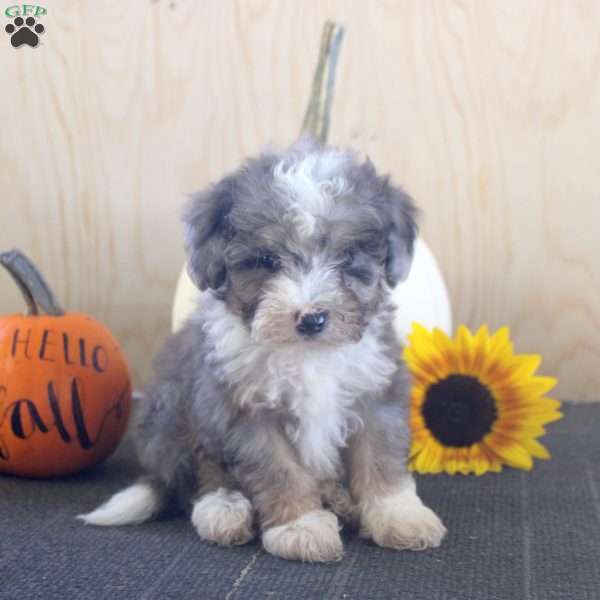 Jill, Mini Bernedoodle Puppy