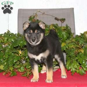 Jill, Shiba Inu Puppy