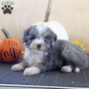 Jill, Mini Bernedoodle Puppy