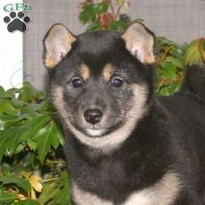 Jill, Shiba Inu Puppy