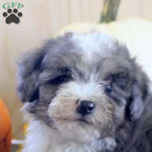 Jill, Mini Bernedoodle Puppy