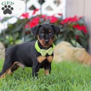 Jim, Miniature Pinscher Puppy