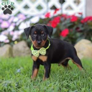 Jim, Miniature Pinscher Puppy