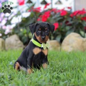 Jim, Miniature Pinscher Puppy