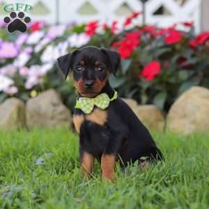 Jim, Miniature Pinscher Puppy