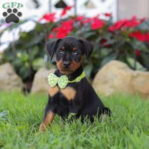 Jim, Miniature Pinscher Puppy