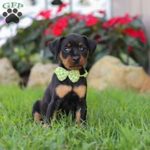 Jim, Miniature Pinscher Puppy