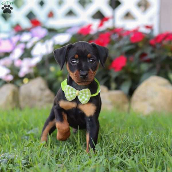 Jim, Miniature Pinscher Puppy