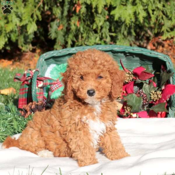 Jingle, Mini Labradoodle Puppy