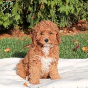 Jingle, Mini Labradoodle Puppy