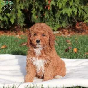 Jingle, Mini Labradoodle Puppy