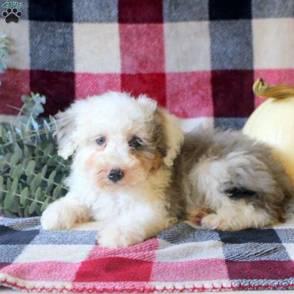 Jitterbug, Mini Bernedoodle Puppy