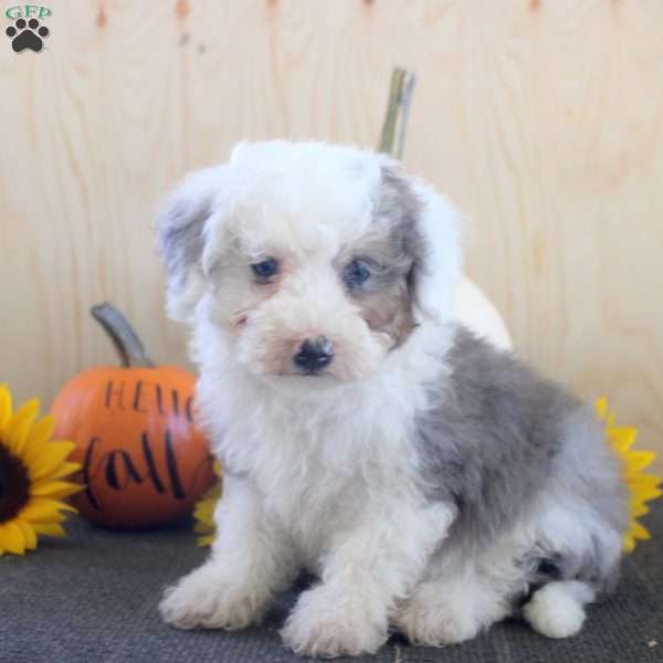 Jitterbug, Mini Bernedoodle Puppy