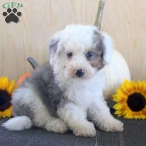 Jitterbug, Mini Bernedoodle Puppy