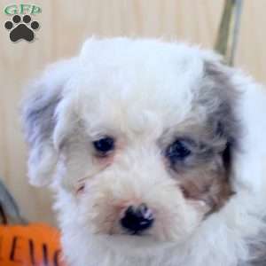 Jitterbug, Mini Bernedoodle Puppy