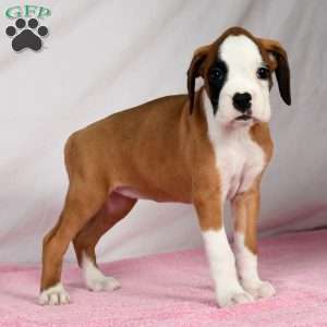 Joci, Boxer Puppy