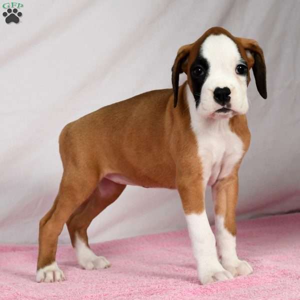 Joci, Boxer Puppy