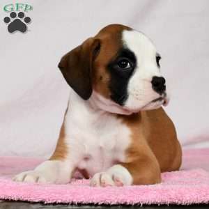 Joci, Boxer Puppy