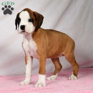 Joci, Boxer Puppy