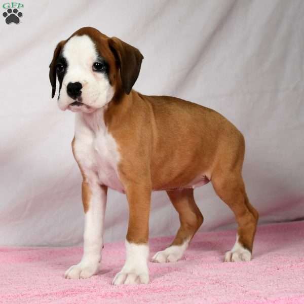 Joci, Boxer Puppy