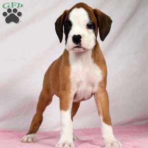 Joci, Boxer Puppy