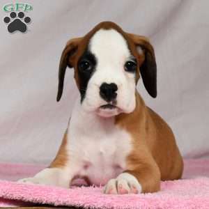 Joci, Boxer Puppy