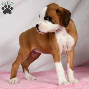 Joci, Boxer Puppy