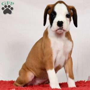 Joci, Boxer Puppy
