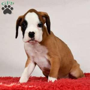 Joci, Boxer Puppy