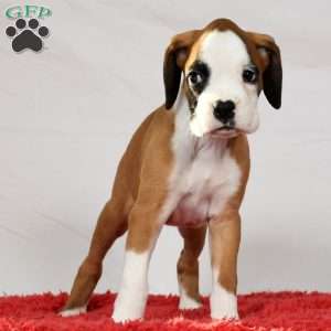 Joci, Boxer Puppy