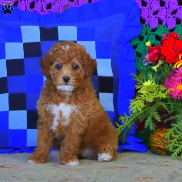 Jodi, Miniature Poodle Puppy