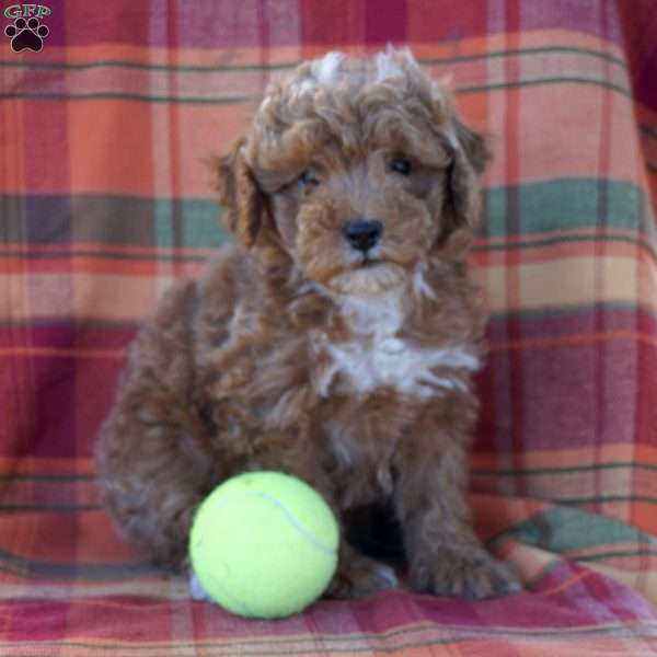 Joe, Maltipoo Puppy