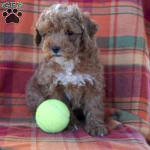 Joe, Maltipoo Puppy