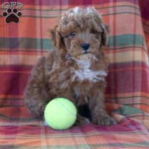 Joe, Maltipoo Puppy