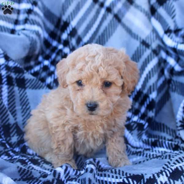 Joel, Bich-Poo Puppy