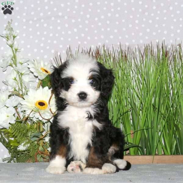 Joelle, Mini Bernedoodle Puppy