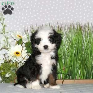 Joelle, Mini Bernedoodle Puppy