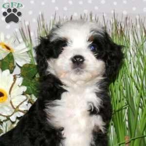 Joelle, Mini Bernedoodle Puppy