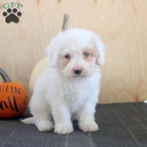 Joey, Mini Bernedoodle Puppy