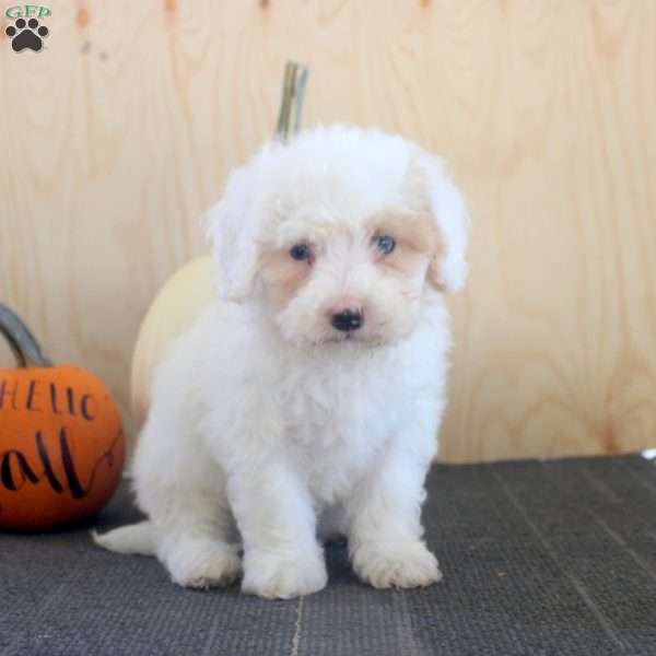 Joey, Mini Bernedoodle Puppy