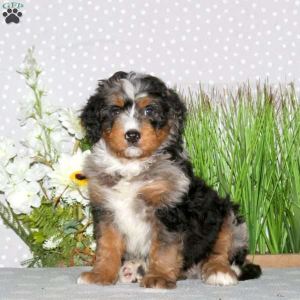 Joey, Mini Bernedoodle Puppy