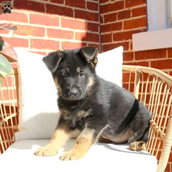 Joey, German Shepherd Puppy