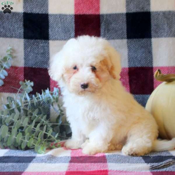 Joey, Mini Bernedoodle Puppy