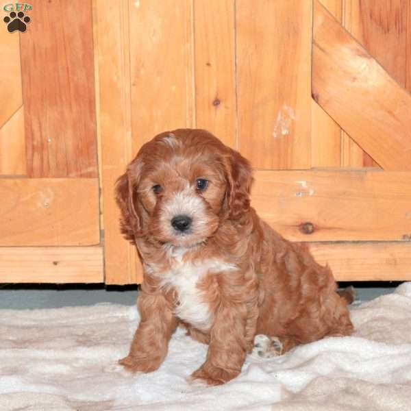 Joey, Cavapoo Puppy