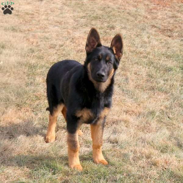 Joey, German Shepherd Puppy